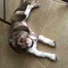Petco - dog grooming in sebring fl store