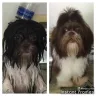 Petco - dog grooming in sebring fl store