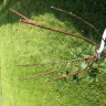 Gardening Express - cherry blossom tree - Photo 1