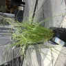 Gardening Express - Plant received not as product description - Photo 1