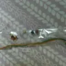 Rakhi Worldwide - Rakhi delivery to usa - Photo 1