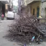 Municipal Corporation of Delhi [MCD] - horticulture case - tree fall at regar pura, karol bagh area - Photo 1
