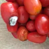 Costco - i ate rotten cherry tomato