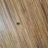 Motel 6 - motel 6 located at 2063 pipestone, benton harbor, mi 49022 in room #308 - Photo 2