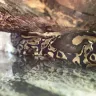 Petco - snake - Photo 1