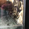 Petco - snake - Photo 2
