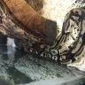 Petco - snake - Photo 3