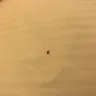 Days Inn - bed bugs in room, clerk refused to issue refund