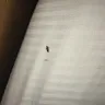 Days Inn - bed bugs in room, clerk refused to issue refund