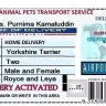 Dubizzle Middle East - puppy scam - Photo 1