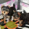 Dubizzle Middle East - puppy scam - Photo 2