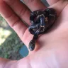 Petco - dead reptile - Photo 1