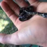 Petco - dead reptile - Photo 2