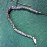 Petco - dead reptile - Photo 3