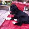 PuppySpot Group - my cocker spaniel puppy at 4 1/2 months looks like a springer spaniel - Photo 1