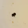 Carl's Jr. - bug in my soda.