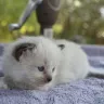 Dragon Heart Cattery - kitten died - Photo 1