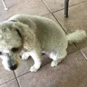 Petco - grooming - Photo 1