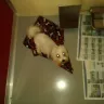 Royal Flush Havanese - puppy mill - Photo 1