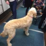 WestJet Airlines - a very large dog (a labradoodle) boarded on flight with a mother and small child in the cabin