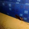 RIU Hotels & Resorts - disgusted by cockroach in the room. ref rnt2dnwa