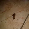 RIU Hotels & Resorts - disgusted by cockroach in the room. ref rnt2dnwa - Photo 2