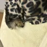 Royal Flush Havanese - breeding facility - Photo 1