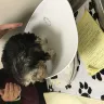 Royal Flush Havanese - breeding facility - Photo 2