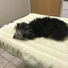 Royal Flush Havanese - breeding facility - Photo 3