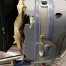 Jet Airways India - content of my baggage stolen - beware of narendra mansukhani-who cheated and failed to recover my content - Photo 3