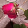 Serenata Flowers - a dozen red roses - deluxe