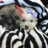 Texas Sugar Puppies - 2 puppies