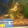 PetSmart - fish