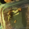 KFC - I am complaining about the dryness and sogginess of the food I purchased. - Photo 1