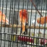 Hoobly - sick canary birds