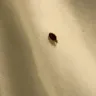 Choice Hotels International - bed bugs