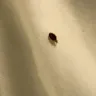 Choice Hotels - bed bugs - Photo 1