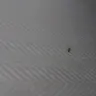 Motel 6 - large and small roaches - Photo 1