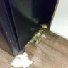 Motel 6 - large and small roaches - Photo 4