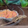 Petco - animal condition - Photo 1