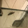 Sun International - sun city cascades poor service and cockroach infestation - Photo 1