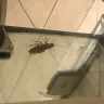 Sun International - sun city cascades poor service and cockroach infestation - Photo 2