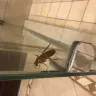 Sun International - sun city cascades poor service and cockroach infestation - Photo 3