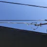 Florida Power & Light [FPL] - power issues and unsafe lines from fpl to my house - Photo 3