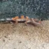 Petco - animal care. - Photo 1