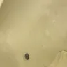 Motel 6 - the night manager, his language and mold on the bed - Photo 2