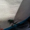 Home Depot - receiving damaged holiday greeting rug - Photo 1