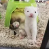 Petco - regarding neglect of care - Photo 1
