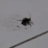 Motel 6 - cockroach problem, and they know it... - Photo 1