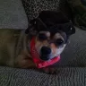 Motel 6 - how rude and no compassion when it comes to your pets - Photo 1